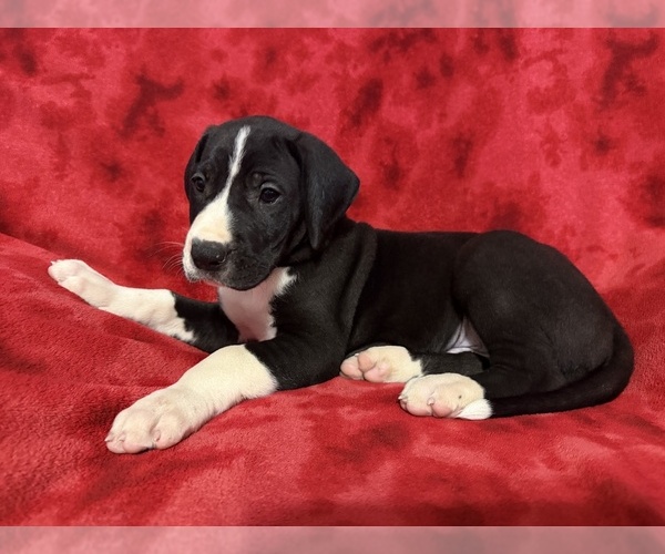 Medium Photo #2 Great Dane Puppy For Sale in HARDINSBURG, IN, USA