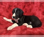 Small Photo #9 Great Dane Puppy For Sale in HARDINSBURG, IN, USA