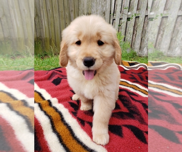 Medium Photo #1 Golden Retriever Puppy For Sale in KINGSLAND, GA, USA