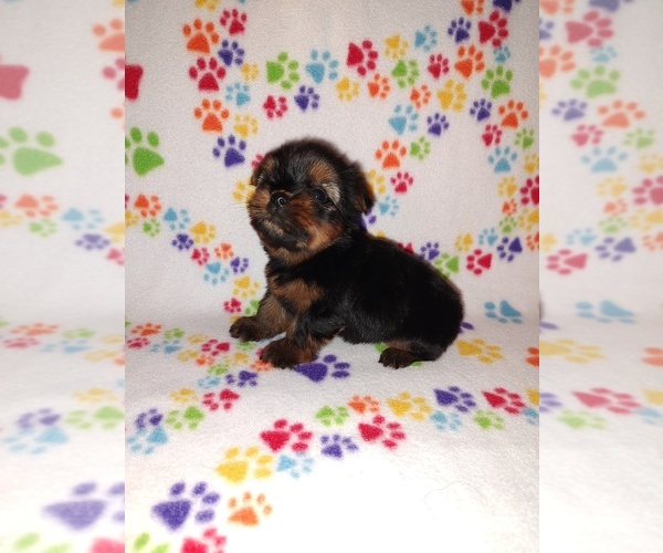 Medium Photo #15 Yorkshire Terrier Puppy For Sale in LAPEER, MI, USA