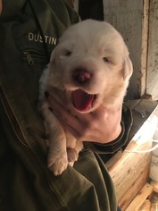 Akbash Dog-Great Pyrenees Mix Puppy for sale in SILVERTON, OR, USA