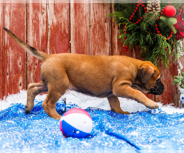 Medium Photo #33 Mastiff Puppy For Sale in WAKARUSA, IN, USA