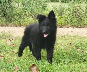 German Shepherd Dog Puppy for Sale in COUCH, Missouri USA