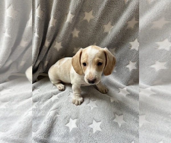 Medium Photo #7 Dachshund Puppy For Sale in ROGERS, OH, USA
