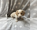 Small #6 Dachshund