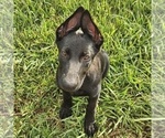 Small #6 German Shepherd Dog