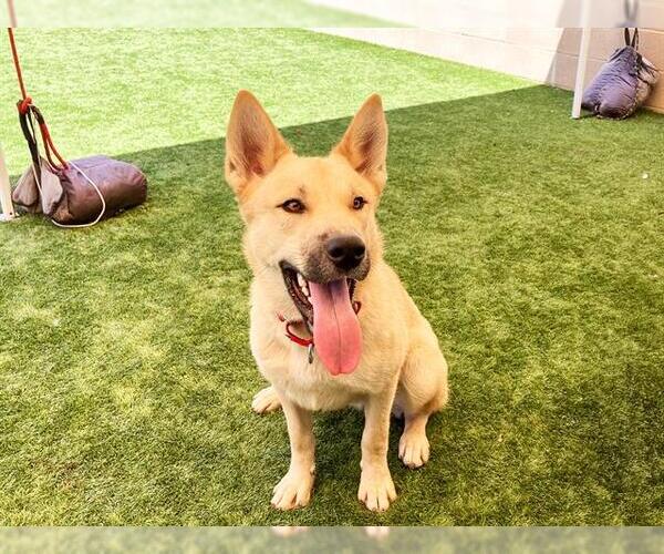 Medium Photo #2 German Shepherd Dog-Unknown Mix Puppy For Sale in Orange, CA, USA
