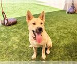Small #1 German Shepherd Dog Mix