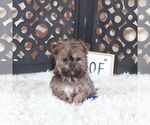 Small #3 Havanese