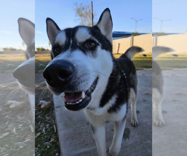 Medium Photo #2 Huskies -Unknown Mix Puppy For Sale in El Centro, CA, USA