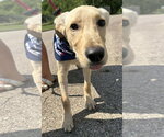 Small #4 Labrador Retriever Mix