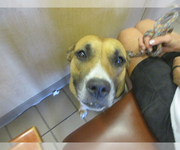 Medium Photo #1 Labrador Retriever-Unknown Mix Puppy For Sale in Ocala, FL, USA