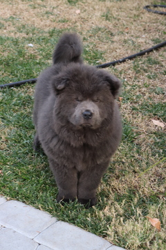 Medium Photo #1 Chow Chow Puppy For Sale in CANYON CNTRY, CA, USA