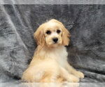 Small #2 Cavapoo