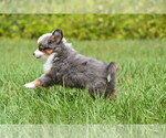 Small #8 Miniature Australian Shepherd
