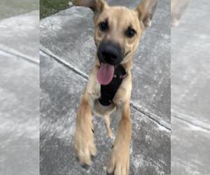 Black Mouth Cur-Unknown Mix Dogs for adoption in San Antonio, TX, USA