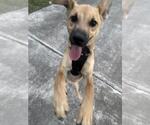 Small Black Mouth Cur Mix