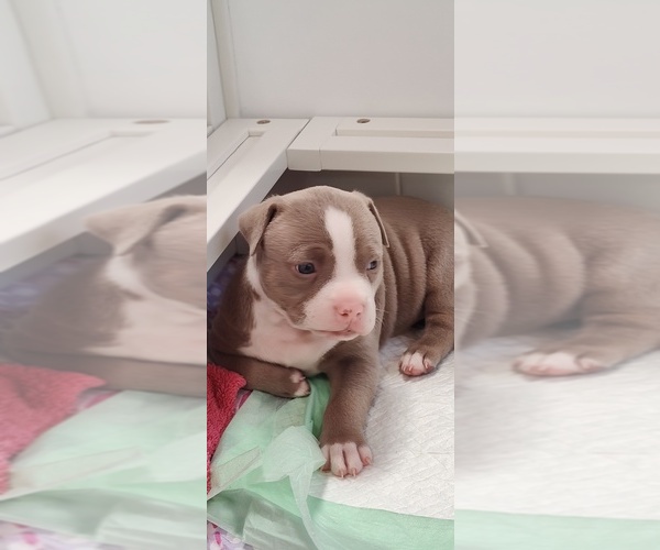 Medium Photo #23 American Bully Puppy For Sale in COUDERSPORT, PA, USA