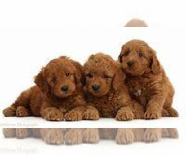 Medium Photo #2 Goldendoodle Puppy For Sale in CHICAGO, IL, USA