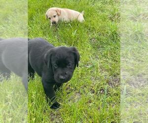 Labrador Retriever Puppy for sale in TAMPA, FL, USA