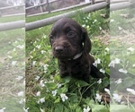 Small Photo #3 Boykin Spaniel Puppy For Sale in BYFIELD, MA, USA