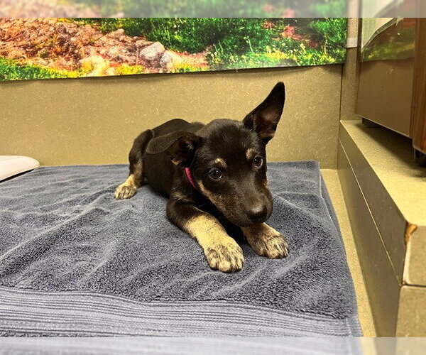Medium Photo #1 German Shepherd Dog-Unknown Mix Puppy For Sale in Moreno Valley, CA, USA