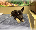 WINDY - Female German Shepherd Dog-Unknown Mix Dog for Adoption - Small photo