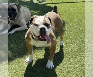 Bulldog-Unknown Mix Dogs for adoption in Vail, AZ, USA