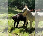 Small #5 Mutt