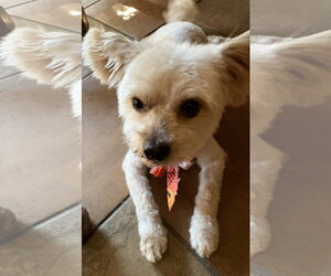 Maltese Dogs for adoption in San Jose, CA, USA