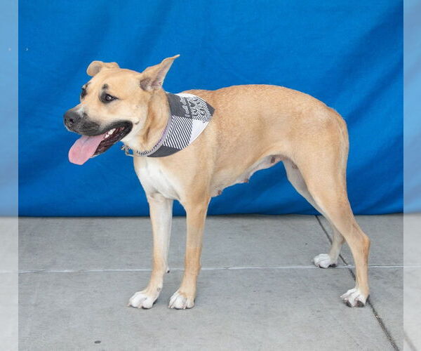 Medium Photo #2 Black Mouth Cur Puppy For Sale in Pasadena, CA, USA