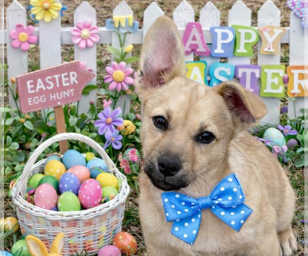 Medium Photo #1 Chiweenie Puppy For Sale in Yardley, PA, USA