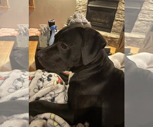 Raven/ Darcy - Female Labrador Retriever-Unknown Mix Dog for Adoption - Photo #3
