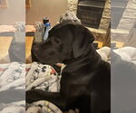 Small #2 Labrador Retriever Mix