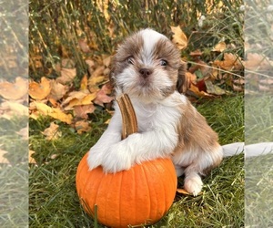 Shih Tzu Puppy for sale in MIDDLEBURY, IN, USA