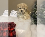 Small Photo #4 Poochon Puppy For Sale in PRINCETON, KY, USA