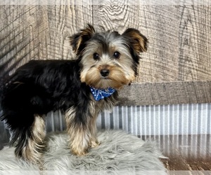 Yorkshire Terrier Puppy for sale in NAPPANEE, IN, USA