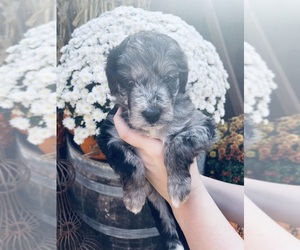 Aussiedoodle Puppy for sale in ROCKWALL, TX, USA