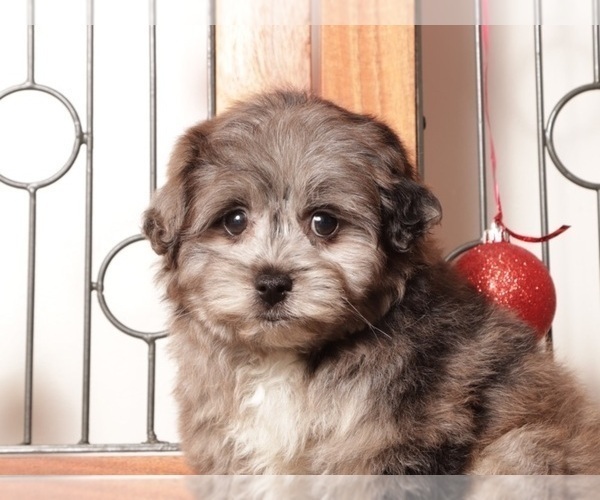 Medium Photo #4 Pom-A-Poo Puppy For Sale in NAPLES, FL, USA