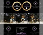 Small #5 Cavalier King Charles Spaniel