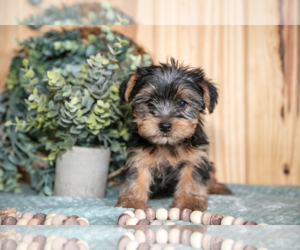Medium Photo #8 Yorkshire Terrier Puppy For Sale in QUARRYVILLE, PA, USA
