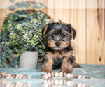 Puppy Benny Yorkshire Terrier