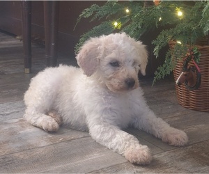 Poodle (Standard) Puppy for sale in COUCH, MO, USA