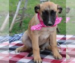 Small Anatolian Shepherd-Bernese Mountain Dog Mix