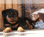 Small Photo #5 Rottweiler Puppy For Sale in BARGERSVILLE, IN, USA