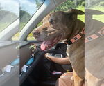 Small #2 American Pit Bull Terrier
