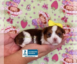 Yorkshire Terrier Puppy for sale in WINNSBORO, LA, USA