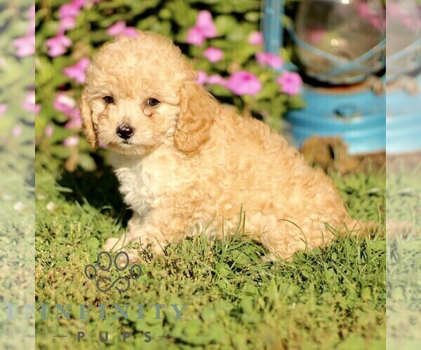 Medium Photo #4 Cavapoo Puppy For Sale in QUARRYVILLE, PA, USA