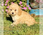 Small #3 Cavapoo