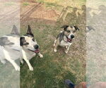 Small #3 Siberian Husky Mix